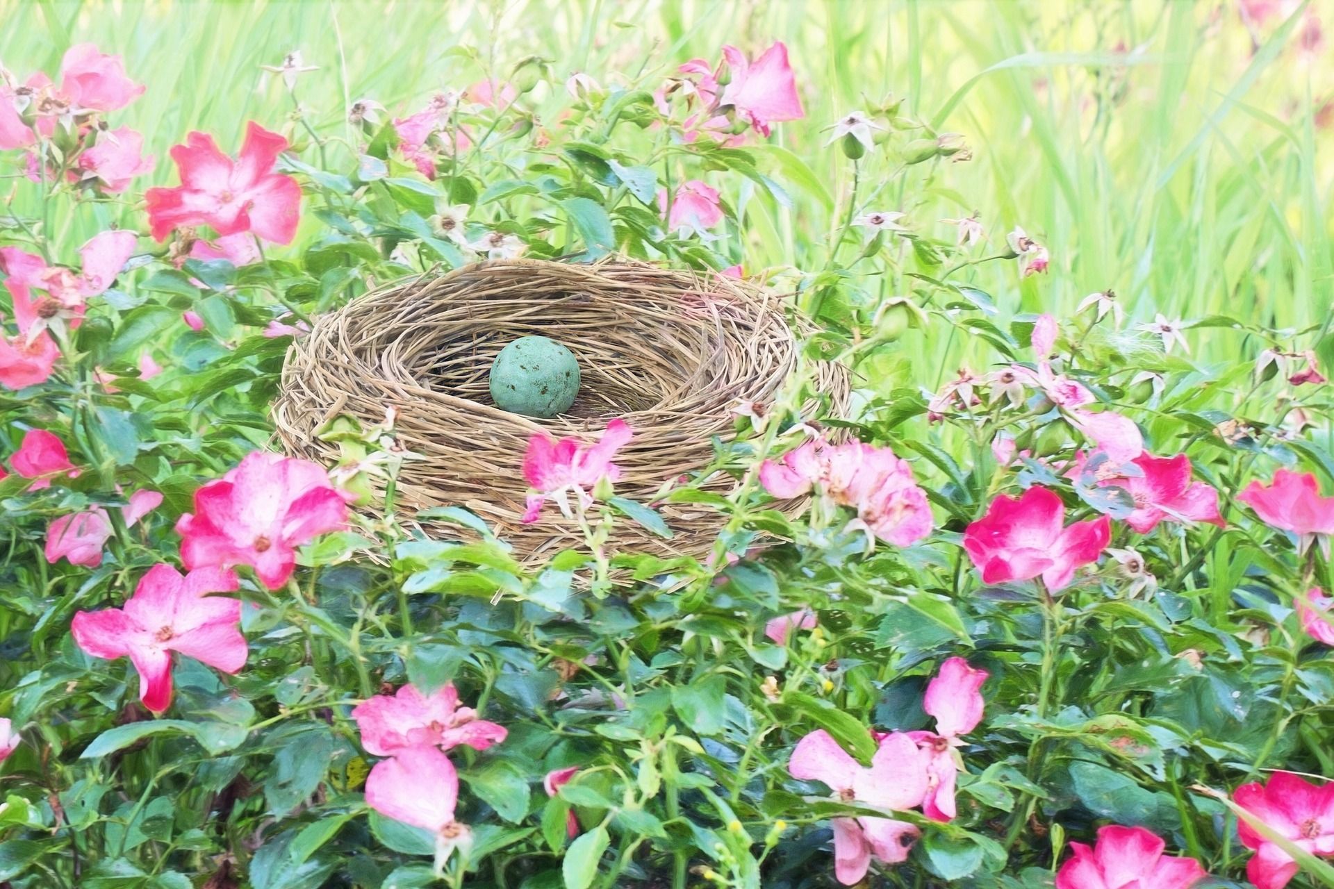 empty-nest-1