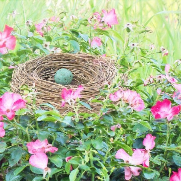 empty-nest-1