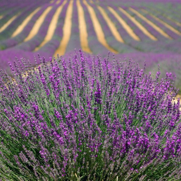 wonders-of-lavender