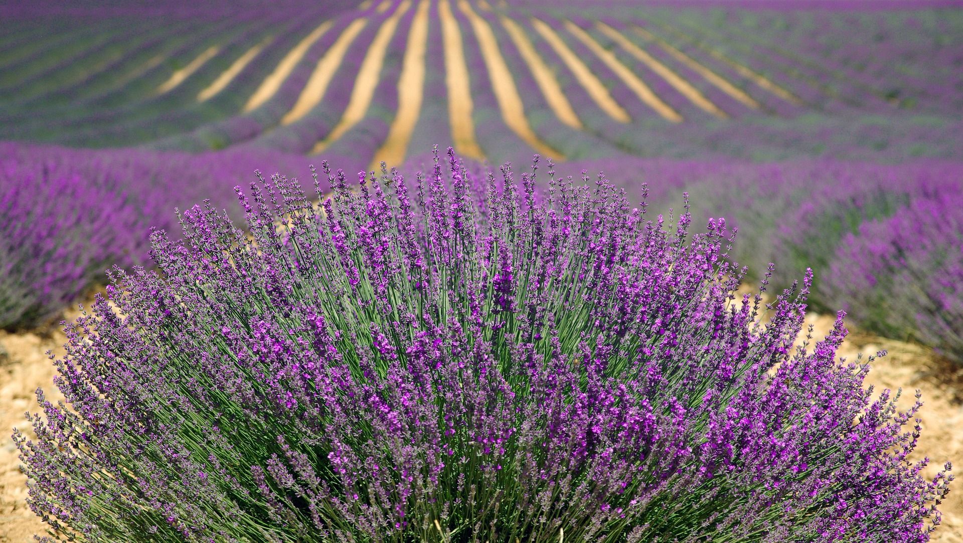 wonders-of-lavender